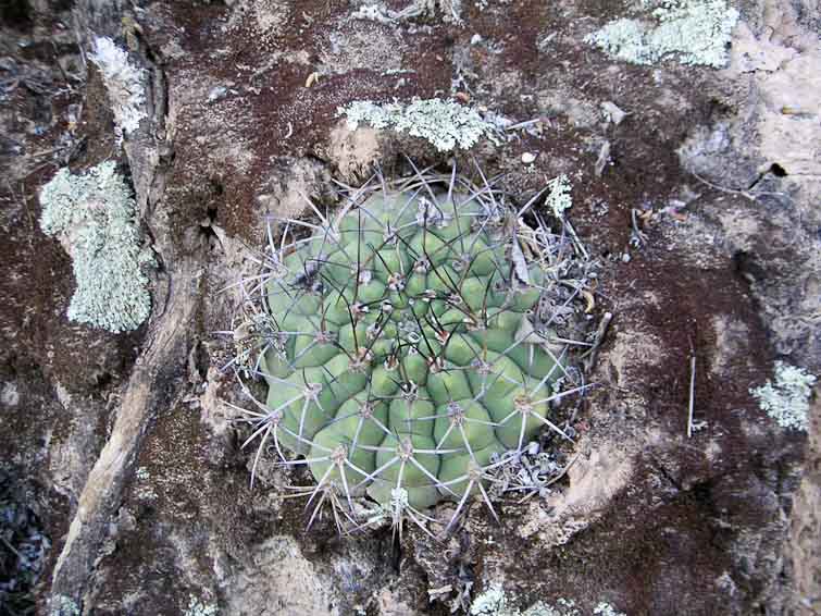 Gymnocalycium pflanzii